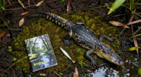 Alligators injure three, one fatally, in string of attacks in Florida