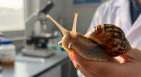 Snails' teeth beats spider silk as nature's strongest material (2015)