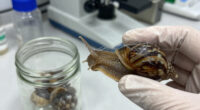 Snails' teeth beats spider silk as nature's strongest material (2015)