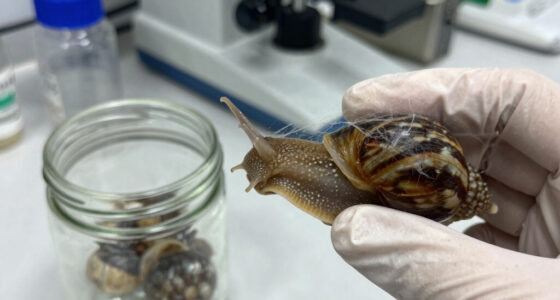 Snails' teeth beats spider silk as nature's strongest material (2015)