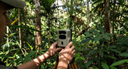 Odzala-Kokoua National Park Surges In Global Coverage