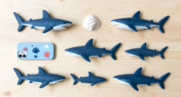 Types Of Sharks