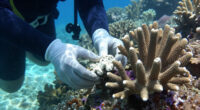 Bleached Corals Thrive Within Days When Touching Healthy Neighbour
