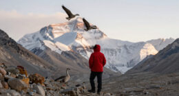 Why Birds Can Fly Over Mount Everest (2020)